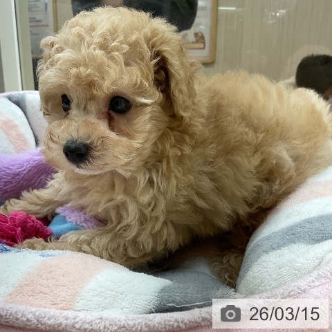 トイ・プードルの写真