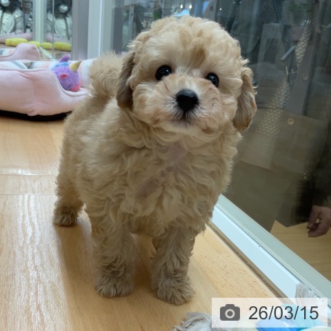 トイ・プードルの写真