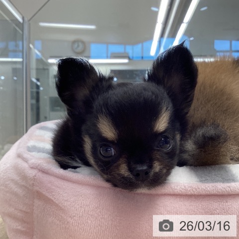 東京都のチワワ(ロング) (ペットプラス むさし村山店/2026年1月11日生まれ/男の子/ブラックタンホワイト)の子犬の3枚目の画像