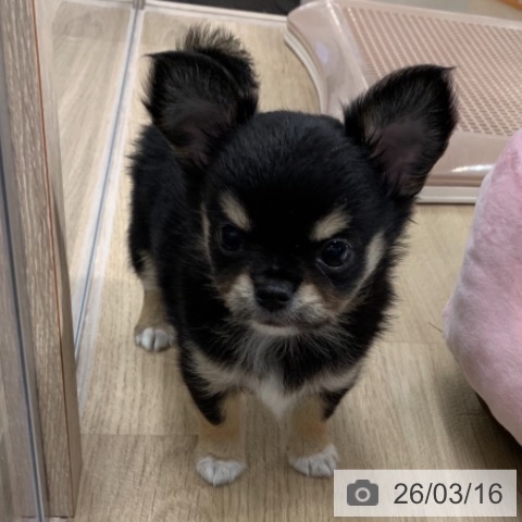 東京都のチワワ(ロング) (ペットプラス アクアシティお台場店/2026年1月11日生まれ/男の子/ブラックタンホワイト)の子犬の4枚目の画像