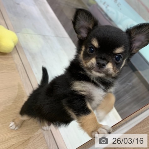 東京都のチワワ(ロング) (ペットプラス アクアシティお台場店/2026年1月11日生まれ/男の子/ブラックタンホワイト)の子犬の3枚目の画像