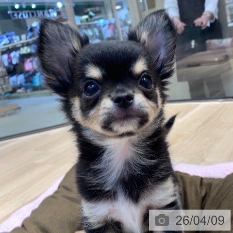 東京都のチワワ(ロング) (ペットプラス アクアシティお台場店/2026年1月11日生まれ/男の子/ブラックタンホワイト)の子犬の3枚目の画像