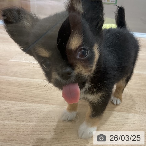 神奈川県のチワワ(ロング) (ペットプラス モザイクモール港北店/2026年1月11日生まれ/男の子/ブラックタンホワイト)の子犬の3枚目の画像