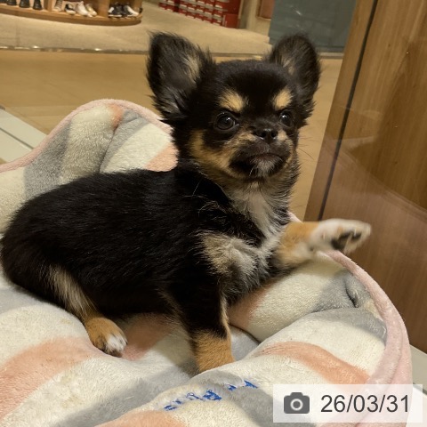 神奈川県のチワワ(ロング) (ペットプラス モザイクモール港北店/2026年1月11日生まれ/男の子/ブラックタンホワイト)の子犬の3枚目の画像
