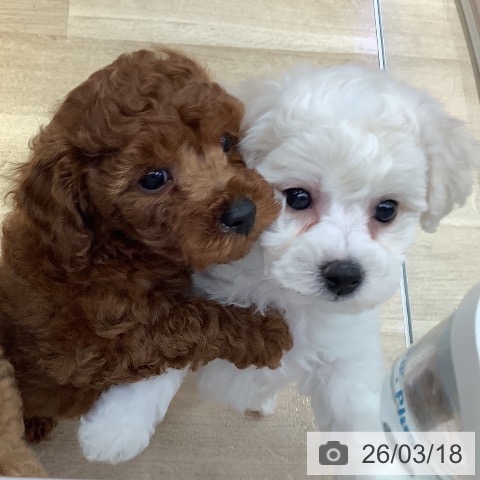 トイ・プードルの写真