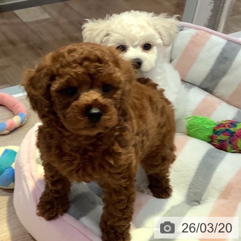 長野県のトイプードル(トイ) (ペットプラス 長野店/2026年1月9日生まれ/男の子/レッドフォーン)の子犬の3枚目の画像