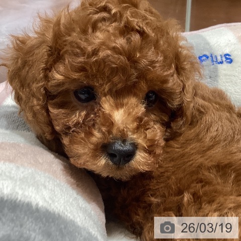 神奈川県のトイプードル(トイ) (ペットプラス ビアレ横浜店/2026年1月9日生まれ/男の子/レッドフォーン)の子犬の4枚目の画像