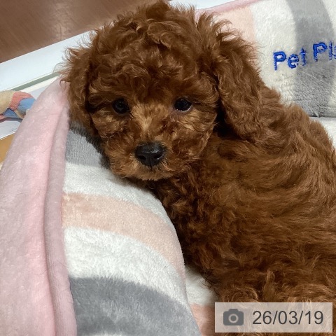 神奈川県のトイプードル(トイ) (ペットプラス ビアレ横浜店/2026年1月9日生まれ/男の子/レッドフォーン)の子犬の3枚目の画像