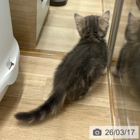 ミヌエットの写真