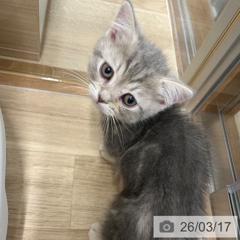 ミヌエットの写真