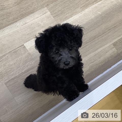 山梨県のトイプードル(トイ) (ペットプラス 甲府昭和店/2026年1月9日生まれ/女の子/シルバー)の子犬の4枚目の画像