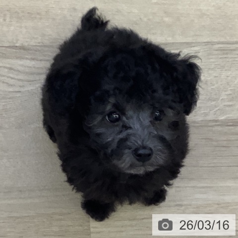 山梨県のトイプードル(トイ) (ペットプラス 甲府昭和店/2026年1月9日生まれ/女の子/シルバー)の子犬の3枚目の画像