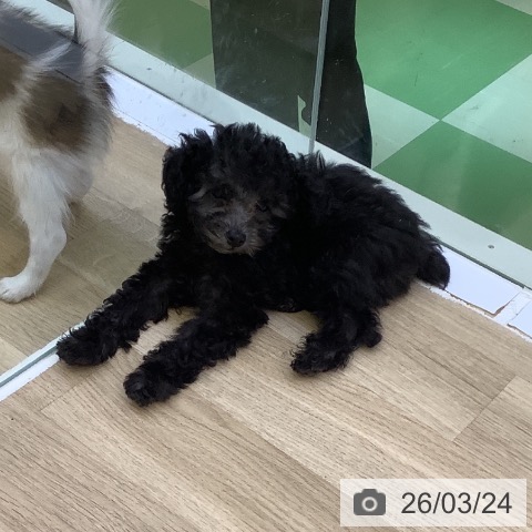 山梨県のトイプードル(トイ) (ペットプラス 甲府昭和店/2026年1月9日生まれ/女の子/シルバー)の子犬の3枚目の画像