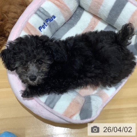 山梨県のトイプードル(トイ) (ペットプラス 甲府昭和店/2026年1月9日生まれ/女の子/シルバー)の子犬の3枚目の画像