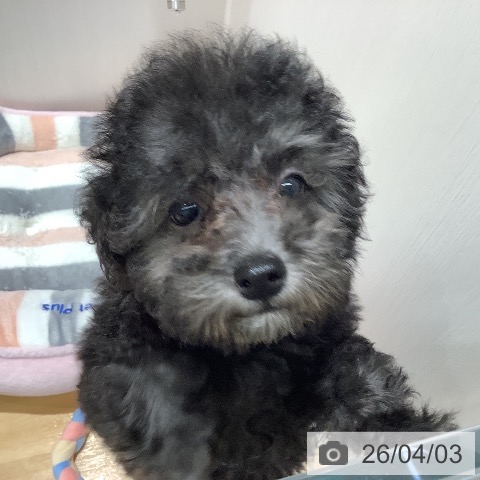 山梨県のトイプードル(トイ) (ペットプラス 甲府昭和店/2026年1月9日生まれ/女の子/シルバー)の子犬の3枚目の画像