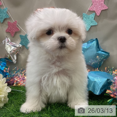 マルチーズの写真