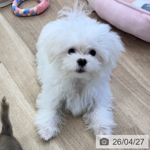 茨城県のマルチーズ (ペッツワン 阿見店/2026年1月2日生まれ/男の子/ホワイト)の子犬の4枚目の画像