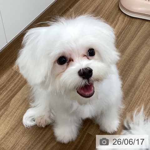 マルチーズの写真