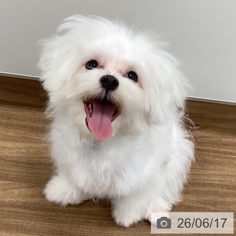 マルチーズの写真