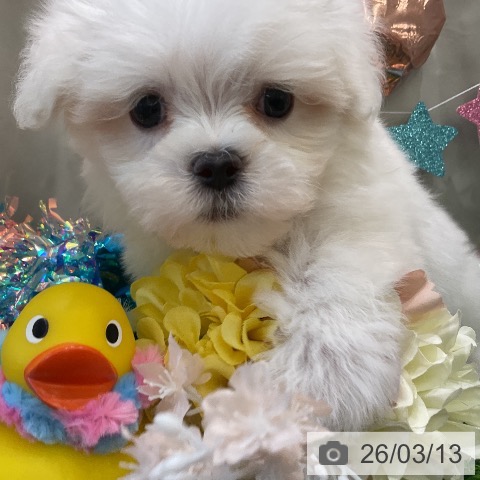 マルチーズの写真