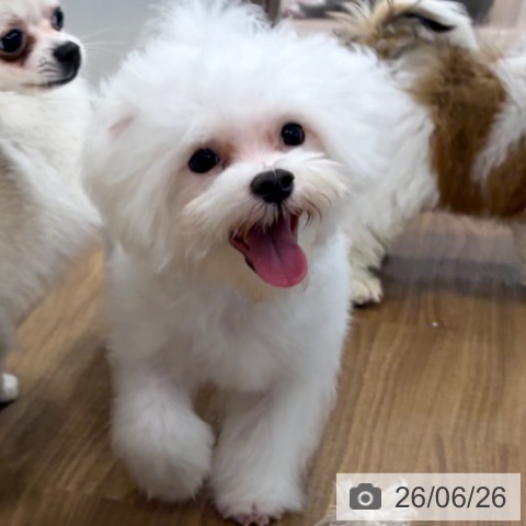 マルチーズの写真
