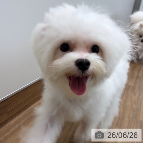茨城県のマルチーズ (ペッツワン つくば店/2026年1月2日生まれ/男の子/ホワイト)の子犬の4枚目の画像