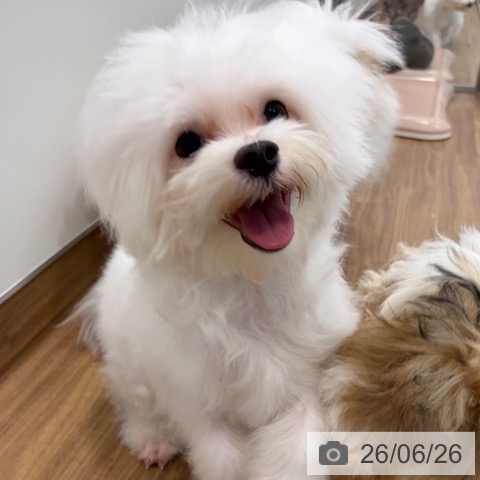 茨城県のマルチーズ (ペッツワン つくば店/2026年1月2日生まれ/男の子/ホワイト)の子犬の3枚目の画像