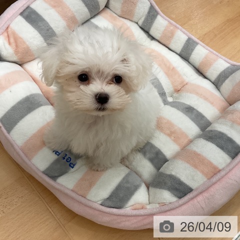 千葉県のマルチーズ (ペットプラス 成田店/2026年1月2日生まれ/男の子/ホワイト)の子犬の3枚目の画像