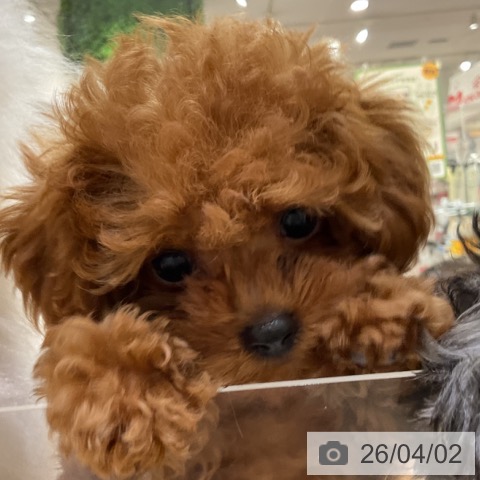 トイ・プードルの写真