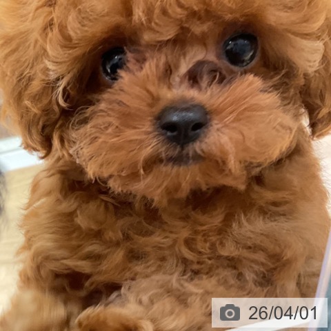 トイ・プードルの写真