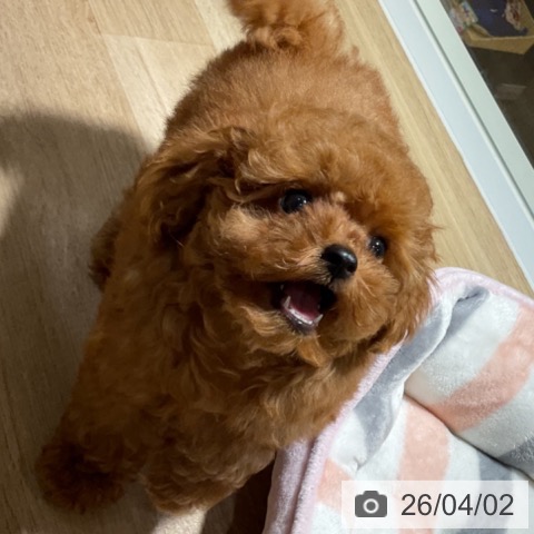 トイ・プードルの写真