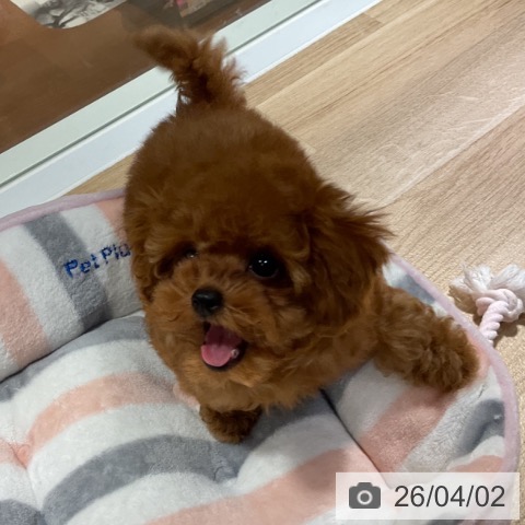 トイ・プードルの写真