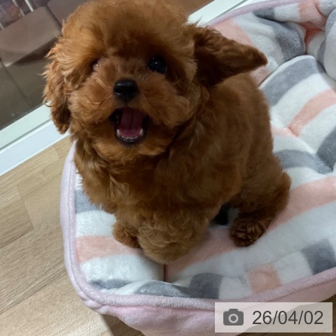 トイ・プードルの写真