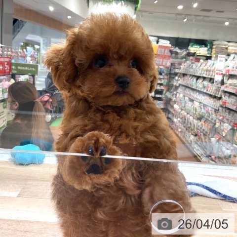 トイ・プードルの写真