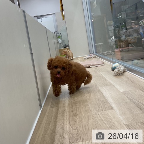 トイ・プードルの写真