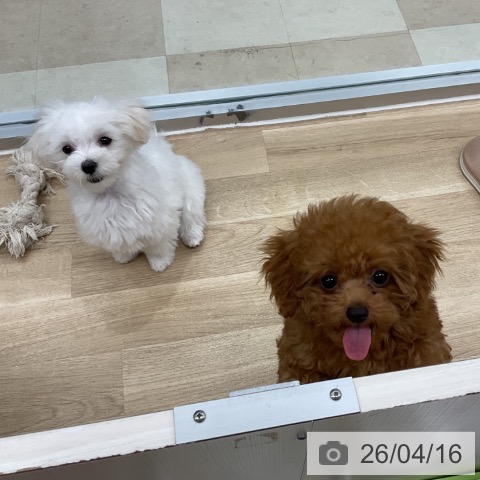 トイ・プードルの写真