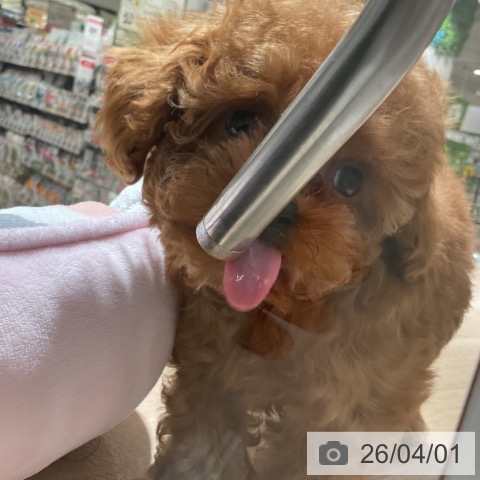 神奈川県のトイプードル(トイ) (ペットプラス 湘南平塚店/2026年1月10日生まれ/男の子/レッド)の子犬の4枚目の画像