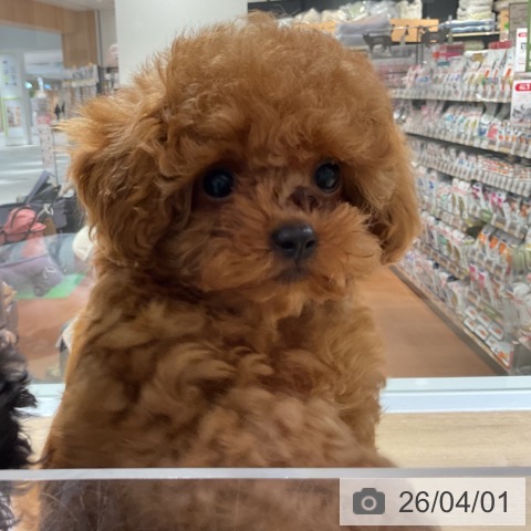 神奈川県のトイプードル(トイ) (ペットプラス 湘南平塚店/2026年1月10日生まれ/男の子/レッド)の子犬の3枚目の画像