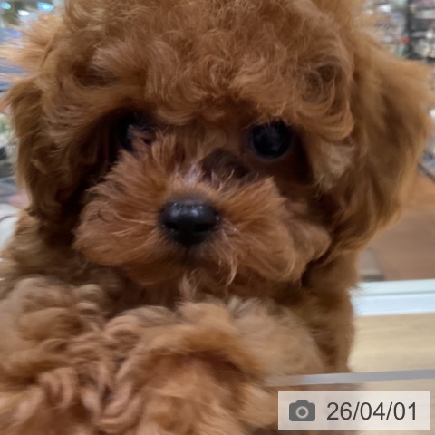 神奈川県のトイプードル(トイ) (ペットプラス 湘南平塚店/2026年1月10日生まれ/男の子/レッド)の子犬の3枚目の画像