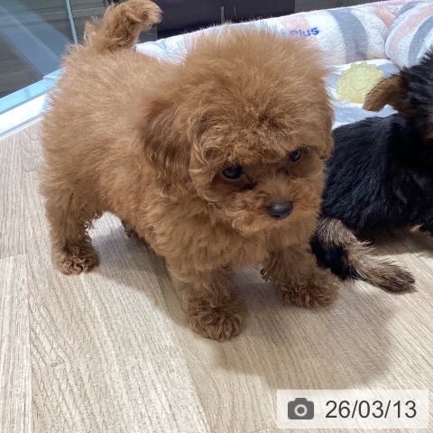 トイ・プードルの写真