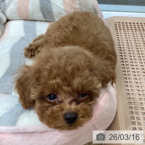 東京都のトイプードル(トイ) (ペットプラス むさし村山店/2026年1月10日生まれ/男の子/レッド)の子犬の3枚目の画像