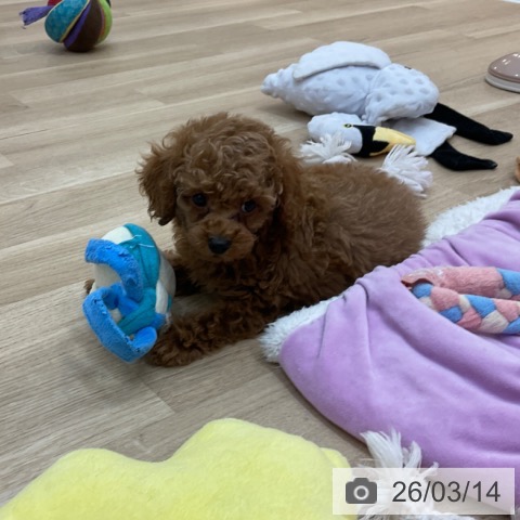 トイ・プードルの写真