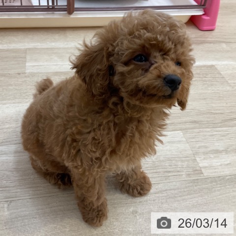 トイ・プードルの写真