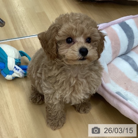 長野県のトイプードル(トイ) (ペットプラス 松本店/2026年1月12日生まれ/男の子/アプリコット)の子犬の3枚目の画像