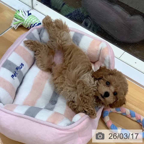 埼玉県のトイプードル(トイ) (ペットプラス クレアモール川越店/2026年1月12日生まれ/男の子/アプリコット)の子犬の3枚目の画像