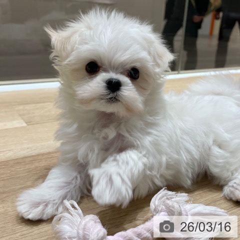 埼玉県のマルチーズ (ペットプラス ららぽーと富士見店/2026年1月10日生まれ/男の子/ホワイト)の子犬の4枚目の画像