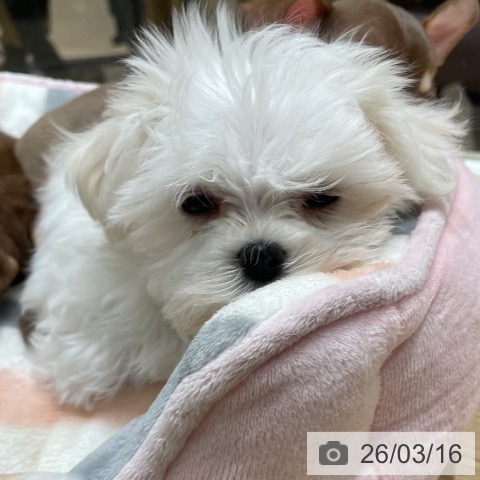 埼玉県のマルチーズ (ペットプラス ららぽーと富士見店/2026年1月10日生まれ/男の子/ホワイト)の子犬の3枚目の画像