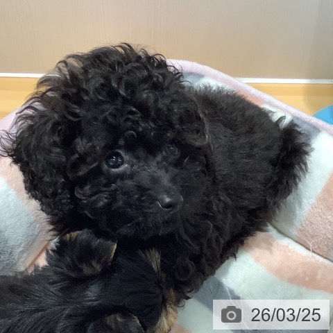 山梨県のトイプードル(トイ) (ペットプラス 甲府昭和店/2026年1月10日生まれ/男の子/ブラック)の子犬の4枚目の画像