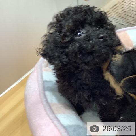 山梨県のトイプードル(トイ) (ペットプラス 甲府昭和店/2026年1月10日生まれ/男の子/ブラック)の子犬の3枚目の画像