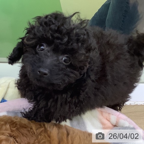 山梨県のトイプードル(トイ) (ペットプラス 甲府昭和店/2026年1月10日生まれ/男の子/ブラック)の子犬の4枚目の画像